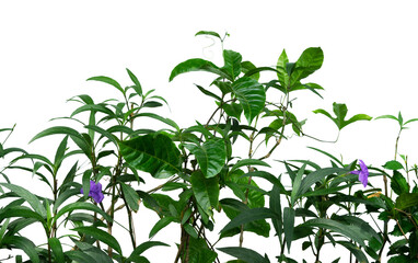 Green plants border with purple flower isolated