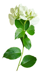 Green plant with beauty white flower isolated