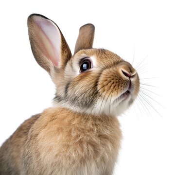 A cute rabbit's face in close-up against a clean white background created with Generative AI technology