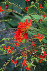 Macro image of Montbretia blooms, Derbyshire England
