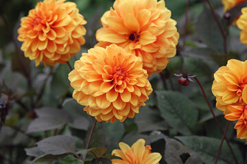Macro image of orange Dahlia blooms, Derbyshire England
