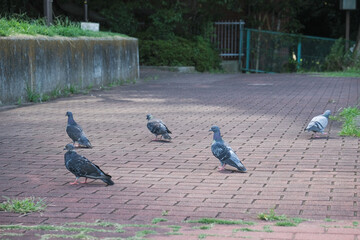 Fototapeta premium 公園に集まる鳩