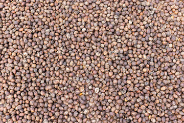 Dried Arabica coffee cherries in greenhouse solar drying system. Drying coffee bean.