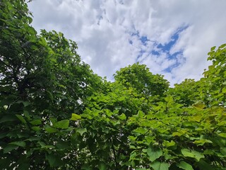 prächtige Baumkronenblätter mit einem schönen Himmel