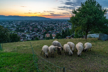 weisse Schafe mit schwarzem Gesicht auf einer Bergwiese, bei Sonnenuntergang über dem Rheintal mit Blick auf Dornbirn und die Schweizer Berge