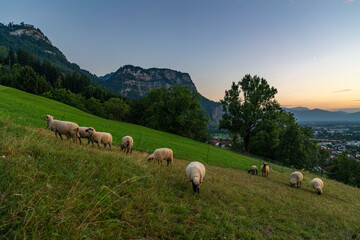 Fototapeta premium weisse Schafe mit schwarzem Gesicht auf einer Bergwiese, bei Sonnenuntergang über dem Rheintal mit Blick auf Dornbirn und die Schweizer Berge