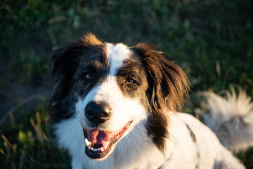 summer lakeside with a dog