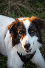 summer lakeside with a dog