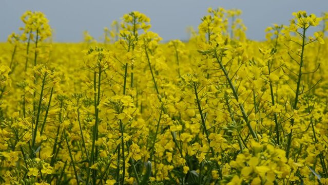 Yellow rape blossoms swaying in the wind.