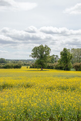 Summertime canola in the fields