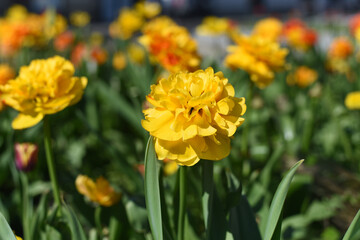 Yellow tulips in the garden