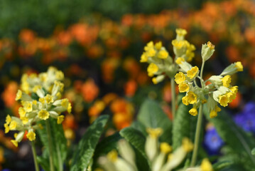 Spring. Early spring flowers in the garden