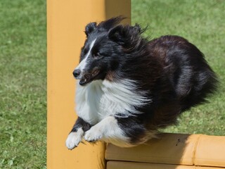 Black and white border collie jumping over an obstacle during agility competitions. This smart, handsome and active breed needs to occupy its head, mere movement is not enough
