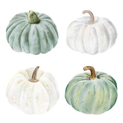 Hand drawn watercolor illustration with green and white pumpkins