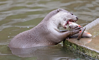 Otter eating fish in the water