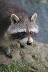 Portrait of the cute fluffy racoon