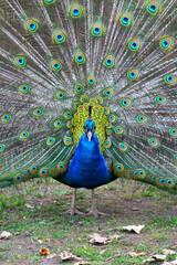 the portrait of the peacock with fully open tail