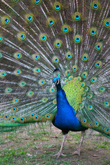 the portrait of the peacock with fully open tail