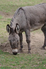 Fototapeta premium The brown grey donkey in the field 