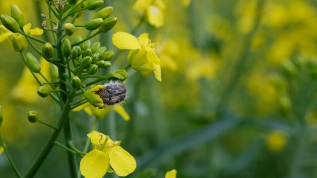 Yellow rape blossoms swaying in the wind. Tropinota hirta. Hairy bronze leafhopper damages rapeseed flowers.