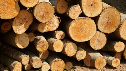 Pile of chopped fire wood