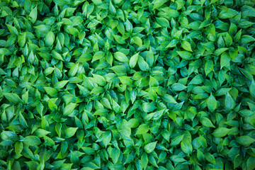 Fototapeta premium Background chilli saplings grown on the farm.
