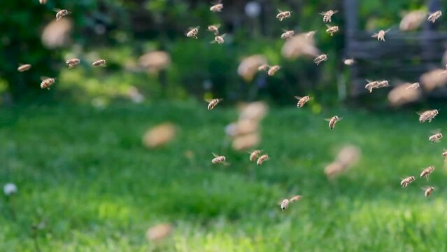 Side view close-up of bees flies in and out of a gap in a wooden hive. Beekeeping concept, bee agriculture slow-motion.