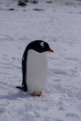 penguin in polar regions