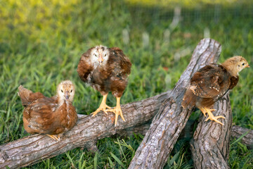 Young chickens playing outside