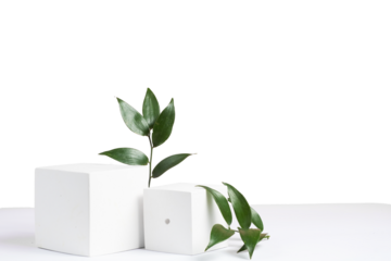 geometric shapes and ruskus branch on a transparent background. two cubic podiums. Mockup for presentation of cosmetic products.	