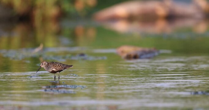 Wader or Shorebird, the dunlin (Calidris alpina)