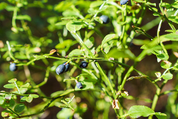 Bush with wild blueberries in sunlight