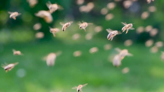 Bees flying, close-up view, slow-motion.