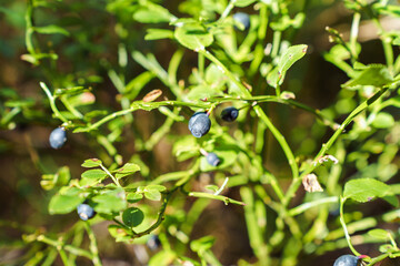 Ripe wild wild blueberries grow in their natural environment in the forest