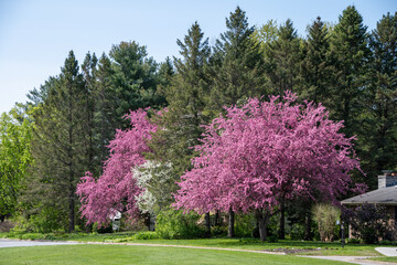 Springtime view of a neighborhood in Burlington Vermont