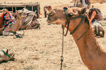 Camels Await Near Giza Pyramids