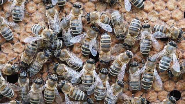 Bee larva, honey bee brood. The Birth of a Bee, Life Cycle. A honey bee colony, a honeycomb close up, beehive, beekeeping.