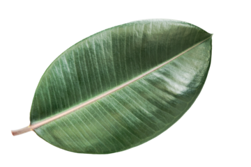Indian Rubber Fig leaf Isolated on white background