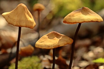 Langstieliger Knoblauchschwindling (Mycetinis alliaceus).