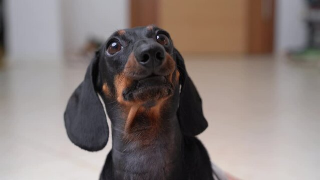 Dachshund sitting on floor starts barking on floor. Domestic dog wanting to bathroom tries to bark to enter toilet occupied by person in flat