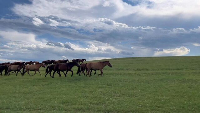 Galloping horses in Mongolian meadows