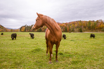 Brown horse looking back at herd of black cows grazing in field in Vermont in autumn
