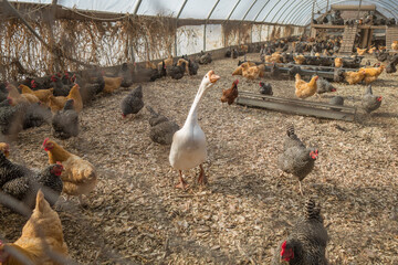 Talll white goose among chickens in chicken coop on farm. - obrazy, fototapety, plakaty