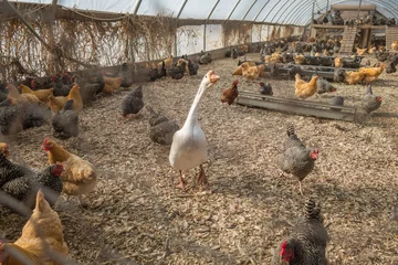 Rolgordijnen Talll white goose among chickens in chicken coop on farm. © Heidi