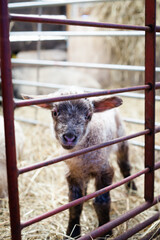 single cute lamb in the barn looking into camera