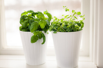 fresh herbs in white pots by the window indoors