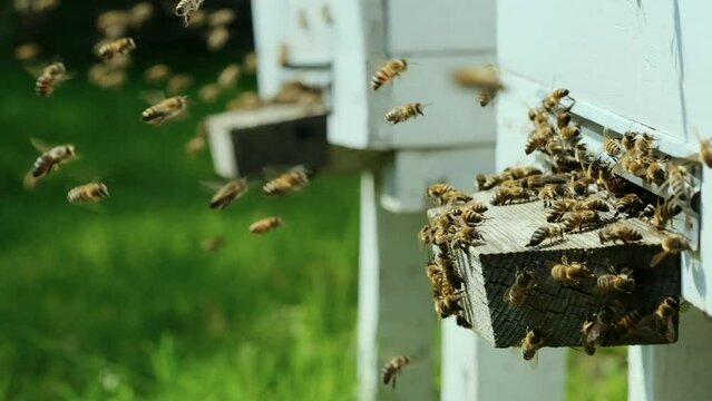 Side view close-up of bees flies in and out of a gap in a wooden hive. Beekeeping concept, bee agriculture slow-motion.