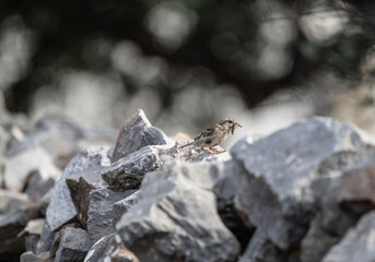 red-headed bunting sits on stones in natural conditions on a summer day