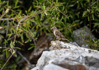 red-headed bunting sits on stones in natural conditions on a summer day