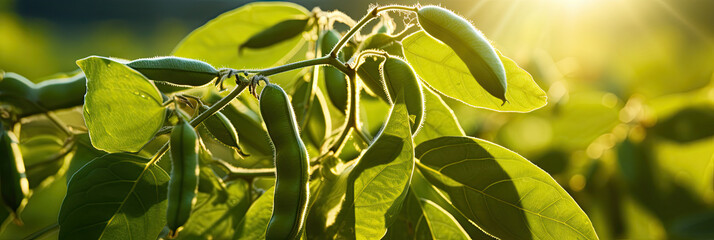 Soybean pods on soybean plantation, in sunlight background, close up. - obrazy, fototapety, plakaty